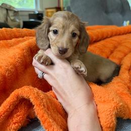 Penny - Cream female Dachshund puppy in Lancaster, South Carolina from Oakview Kennels
