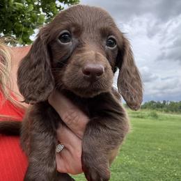 Co Co Puff - Chocolate female Dachshund puppy in Bentonville, Arkansas from T & D Dachshunds by design