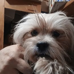 Mamie - Lhasa Apso