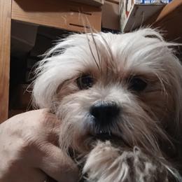 Mamie - Lhasa Apso