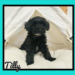 Tilly - Black female Schnoodle puppy in Lebanon, Missouri from Cedar Glades Canines