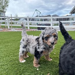 Hermes - Merle male Bernedoodle puppy in Castle Rock, Colorado from South Denver Bernedoodles