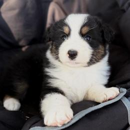 Reiner - Black tri-color female Australian Shepherd puppy in Vernal, Utah from Dancing M Australian Shepherds