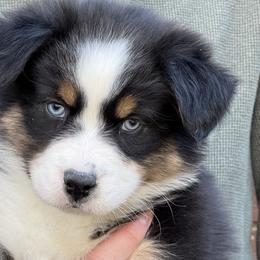 Boy 2 - Black tri-color male Australian Shepherd puppy in Helena, Alabama from Cahaba Australian Shepherds