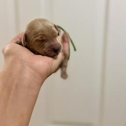 Green collar boy - Apricot male Goldendoodle puppy in Dupont, Washington from Willow Tree Doodles