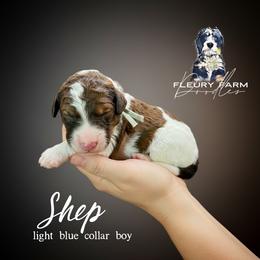 Shep - Brown male Whoodle puppy in Knoxville, Tennessee from Fleury Farm Doodles TN