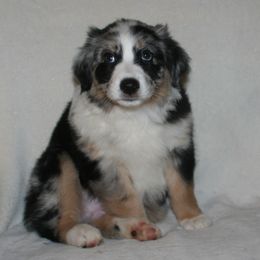 Australian Shepherd Puppies from M3 Sassafrass Ranch