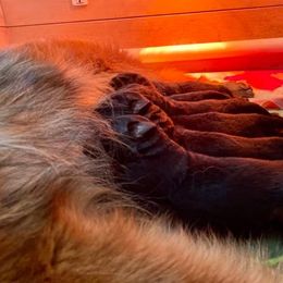 Australian Shepherd and German Shepherd Puppies from Birch Haus