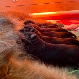 Australian Shepherd and German Shepherd Puppies from Birch Haus