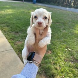 Sandy - Piebald female Dachshund puppy in Rusk, Texas from S&C Doxies