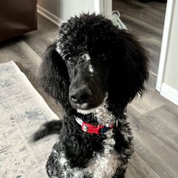 Bear - Poodle