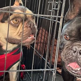 King - French Bulldog