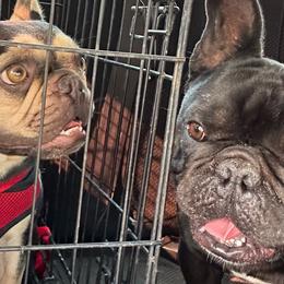 King - French Bulldog