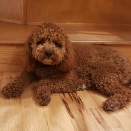 Cavapoo Puppies from North Ranch Doodles