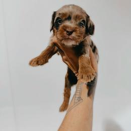 Cyrus - Merle male Australian Labradoodle puppy in Riverton, Kansas from Honeybee Lane Doodles
