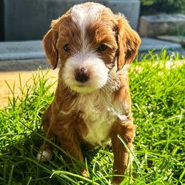 Skellington - Red  male Goldendoodle puppy in Bountiful, Utah from Red Brick Doodles