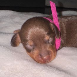 Girl 4 - Chocolate female Dachshund puppy in Aragon, Georgia from Daschunds Unlimited