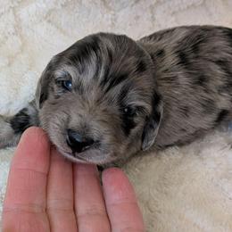 Galaxy - Dapple female Dachshund puppy in Sonora, Kentucky from Maple Hill Miniature Dachshunds