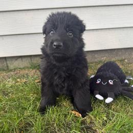 Isaiah - Black male German Shepherd puppy in Pennock, Minnesota from Shakopee Creek German Shepherds