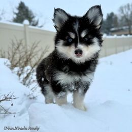Lumi - Black and white female Pomsky puppy in Campton Hills, Illinois from Urban Miracle’s