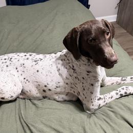 Millie - German Shorthaired Pointer