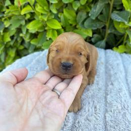 Silver Collar Girl - Golden female Golden Retriever puppy in Salt Lake City, Utah from Deseret Peak Goldens