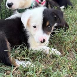 Cooper - Grey - Tri-color male Border Collie puppy in Shawnee, Oklahoma from Cross K Working Collies - Pure Bred Border Collies