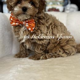 Cavapoo and Maltipoo Puppies from McCraws N Paws