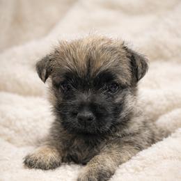 Mr.Blue - Cream brindle male Cairn Terrier puppy in Pottersville, Missouri from Cairn Terriers of Heatherridge,LLC
