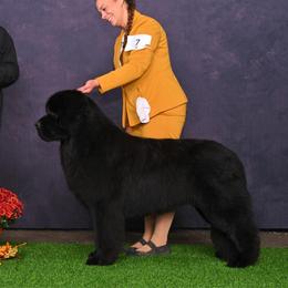 Genji - Newfoundland