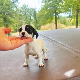 Little Bell - Blue and white female Chihuahua puppy in Alvord, Texas from Gift of Gods Favor