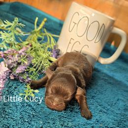 Little Lucy - Brown female Shihpoo puppy in Delphos, Ohio from Route 66 Poodles & Doodles, Sapphire Shih-tzu's of Ohio