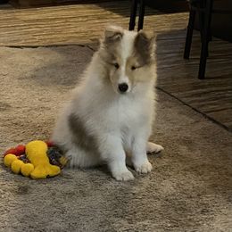 Saranac - Sable and white male Collie puppy in Blossvale, New York from Glenara Collies & Papillons