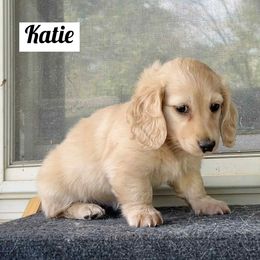 Katie - Cream female Dachshund puppy in Biloxi, Mississippi from Southern Doxies Ms