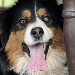 Australian Shepherds from Southern Ridge Aussie’s