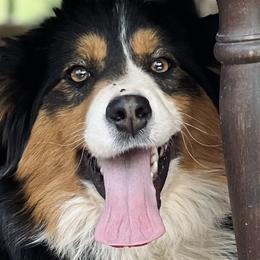 Australian Shepherds from Southern Ridge Aussie’s
