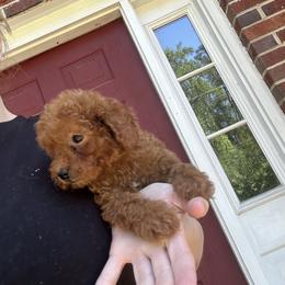 Viktor - Red  male Goldendoodle puppy in Mint Hill, North Carolina from DoodleForever