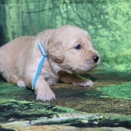 Sun teal collar - Golden female Golden Retriever puppy in Great Falls, Montana from VS Golden Fields