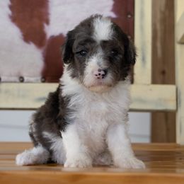 Sable Merle - Merle female Sheepadoodle puppy in Youngstown, Florida from Wonderland’s Boujie Kennels