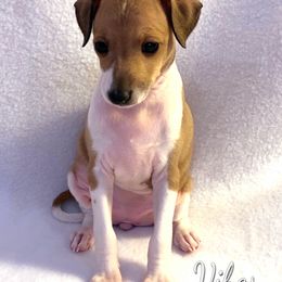 Italian Greyhound Puppies from Alura Italian Greyhounds