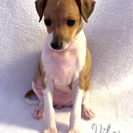 Italian Greyhound Puppies from Alura Italian Greyhounds