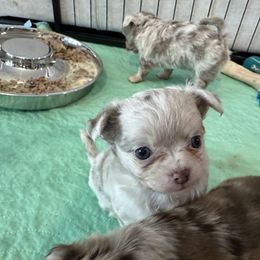 Chihuahua Puppies from Palmetto Paws Chihuahuas