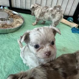 Chihuahua Puppies from Palmetto Paws Chihuahuas