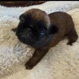 Bear - Belge male Brussels Griffon puppy in Brooks, Georgia from Brooks Berner Bears & Brussels Griffons