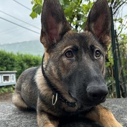 German Shepherds from vom Steinigerbach German Shepherds