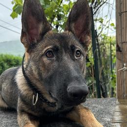 German Shepherds from vom Steinigerbach German Shepherds