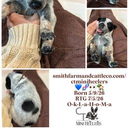 Brown- docked tail - Blue male Australian Cattle Dog puppy in Chelsea, Oklahoma from CT Mini Heelers