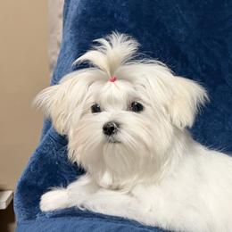 Annabelle - White female Maltese puppy in Billingsley, Alabama from Euphoria Maltese
