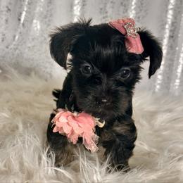 Rose - Black and tan female Yorkshire Terrier puppy in Denver, Colorado from Melrey's paws