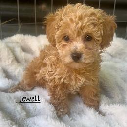 Jewell - Red  female Poodle puppy in Traverse City, Michigan from Riyem Wildflower Farms